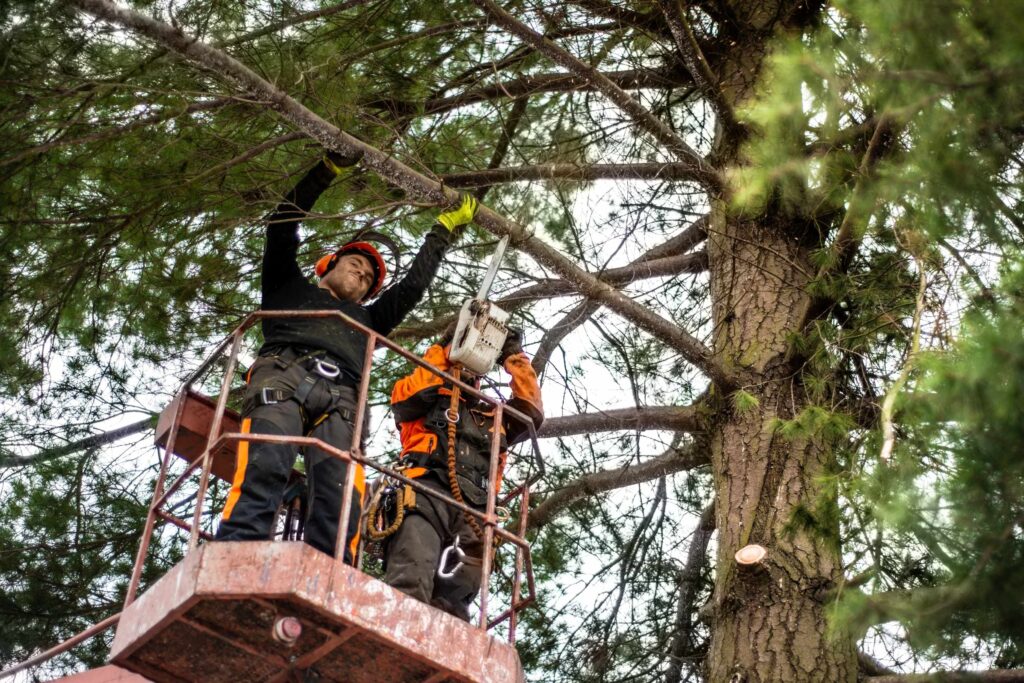 The Process of Tree Care in North Sydney