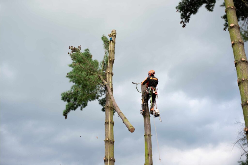 The Importance of Professional Arborist Reports in Sydney