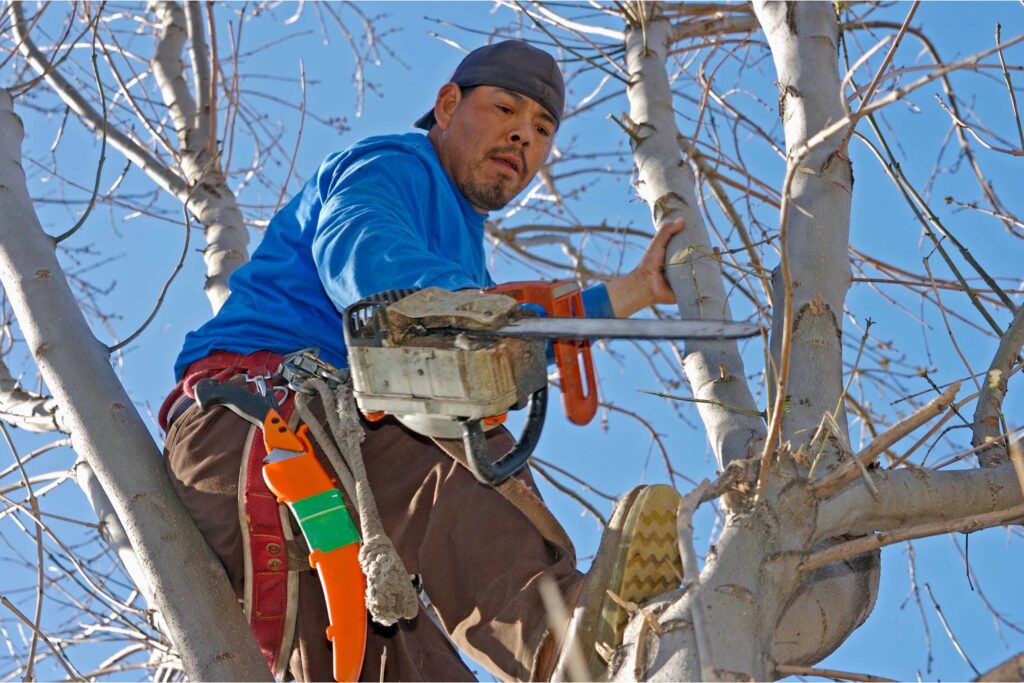 Right Arborist for Your Needs