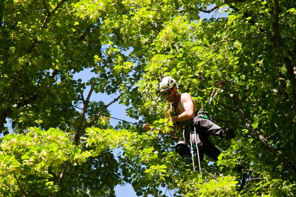 Navigating Tree Care: The Role of an Arborist in North Sydney