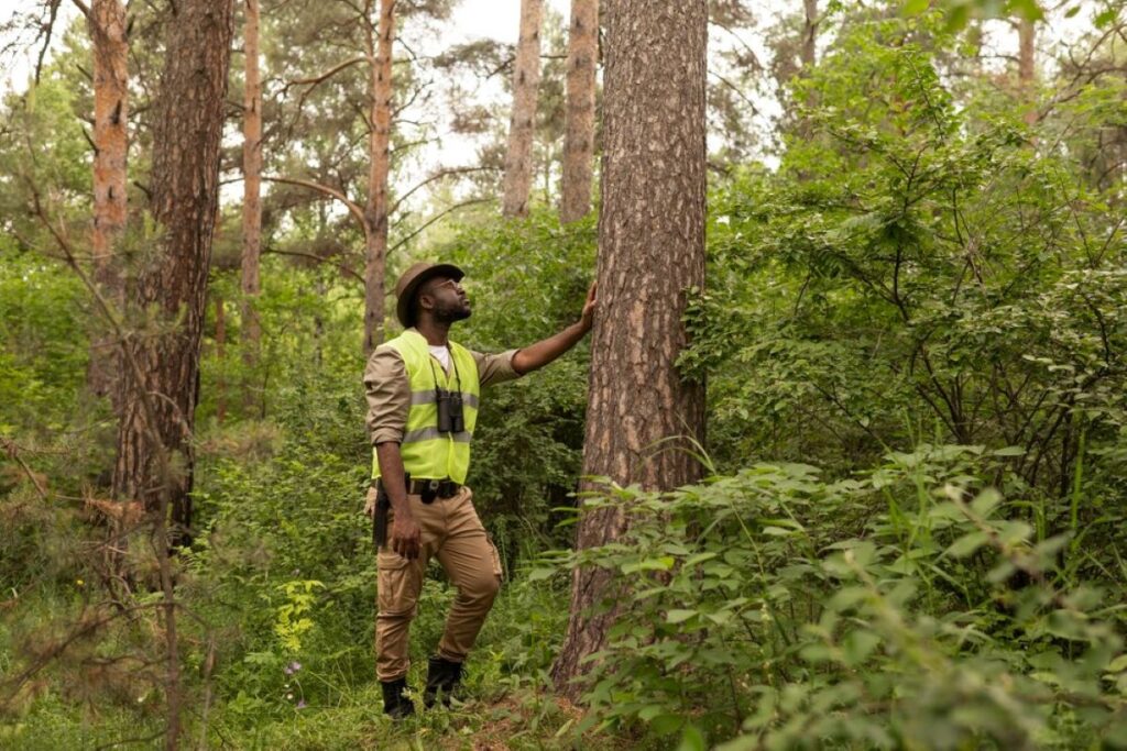Arborist Services Sydney
