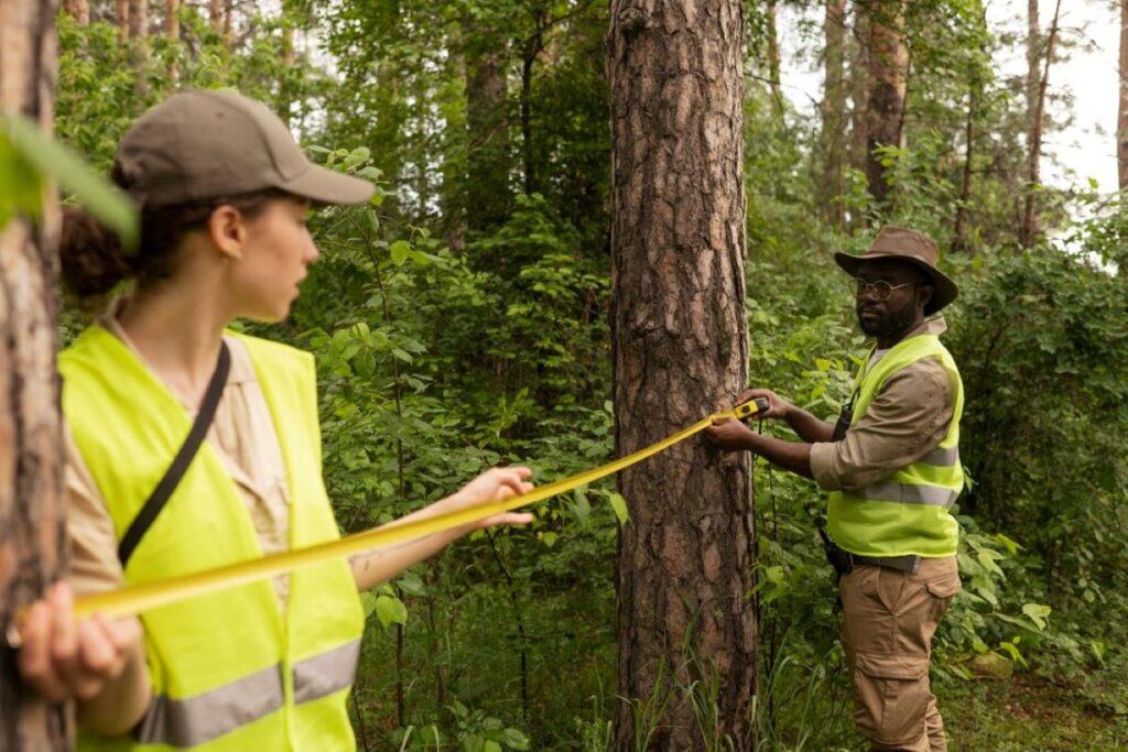 Arborist Services Sydney
